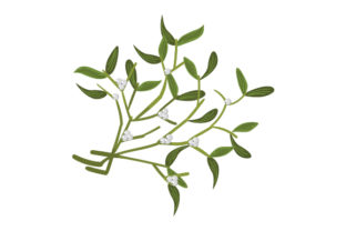 Mistletoe Sprig: Christmas Graphic Design Asset Review